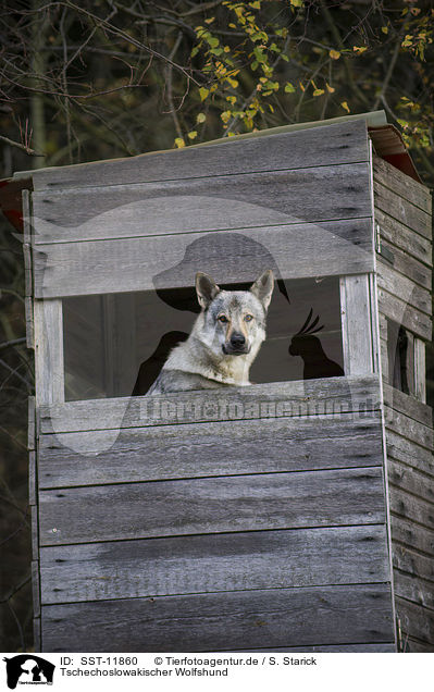 Tschechoslowakischer Wolfshund / Czechoslovakian wolfdog / SST-11860