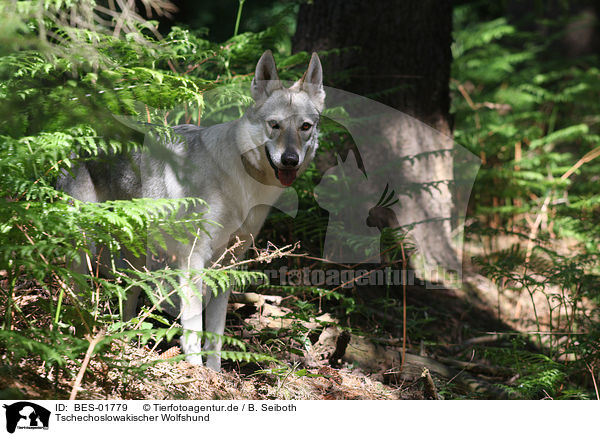 Tschechoslowakischer Wolfshund / Czechoslovakian wolfdog / BES-01779