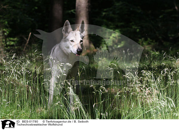 Tschechoslowakischer Wolfshund / Czechoslovakian wolfdog / BES-01780