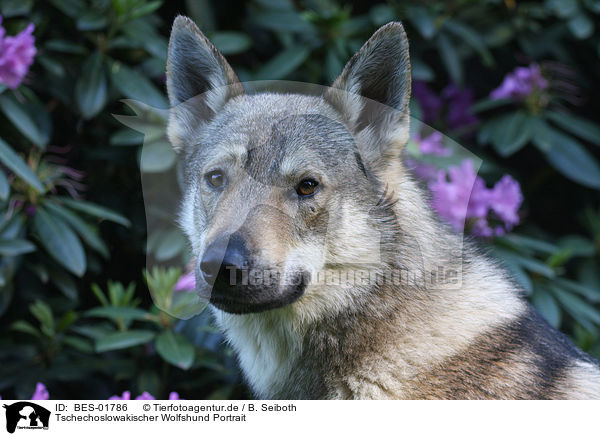 Tschechoslowakischer Wolfshund Portrait / BES-01786
