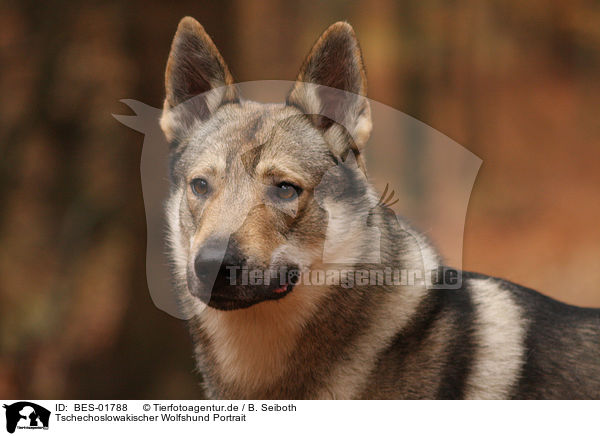Tschechoslowakischer Wolfshund Portrait / Czechoslovakian wolfdog Portrait / BES-01788