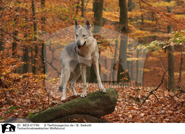 Tschechoslowakischer Wolfshund / Czechoslovakian wolfdog / BES-01790