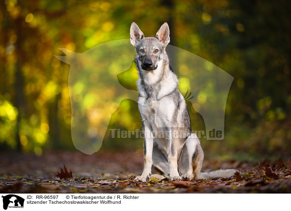 sitzender Tschechoslowakischer Wolfhund / sitting Czechoslovakian Wolf dog / RR-96597