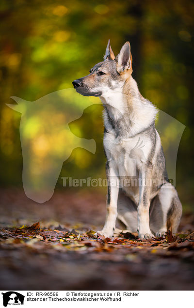 sitzender Tschechoslowakischer Wolfhund / sitting Czechoslovakian Wolf dog / RR-96599