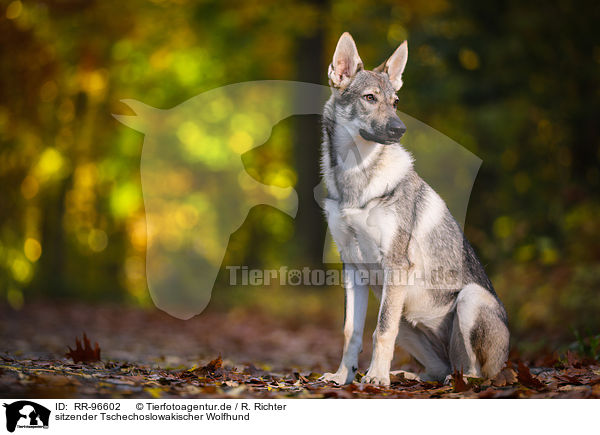 sitzender Tschechoslowakischer Wolfhund / sitting Czechoslovakian Wolf dog / RR-96602
