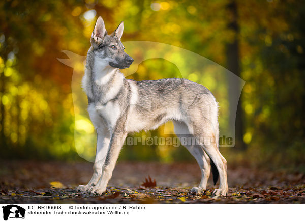 stehender Tschechoslowakischer Wolfhund / standing Czechoslovakian Wolf dog / RR-96608