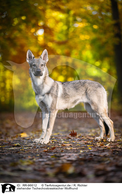 stehender Tschechoslowakischer Wolfhund / standing Czechoslovakian Wolf dog / RR-96612