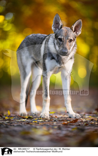 stehender Tschechoslowakischer Wolfhund / standing Czechoslovakian Wolf dog / RR-96617