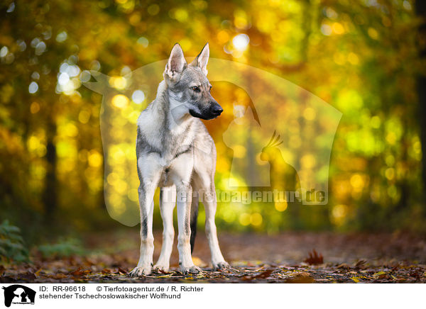stehender Tschechoslowakischer Wolfhund / standing Czechoslovakian Wolf dog / RR-96618
