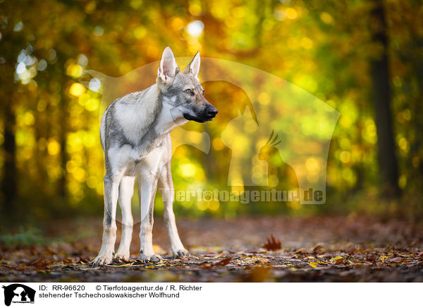 stehender Tschechoslowakischer Wolfhund / standing Czechoslovakian Wolf dog / RR-96620