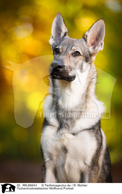 Tschechoslowakischer Wolfhund Portrait / Czechoslovakian Wolf dog Portrait / RR-96643