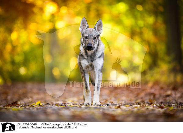 trabender Tschechoslowakischer Wolfhund / trotting Czechoslovakian Wolf dog / RR-96648