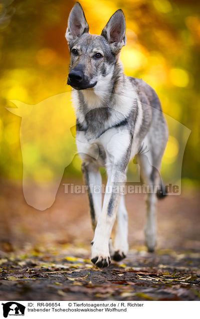 trabender Tschechoslowakischer Wolfhund / trotting Czechoslovakian Wolf dog / RR-96654
