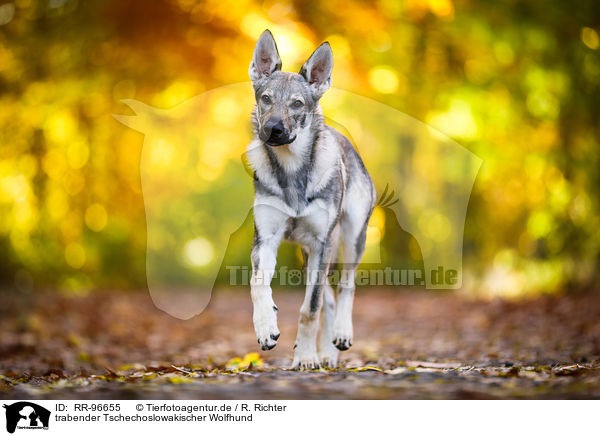 trabender Tschechoslowakischer Wolfhund / trotting Czechoslovakian Wolf dog / RR-96655