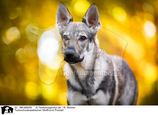 Tschechoslowakischer Wolfhund Portrait / Czechoslovakian Wolf dog Portrait / RR-96658