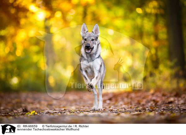 rennender Tschechoslowakischer Wolfhund / running Czechoslovakian Wolf dog / RR-96659