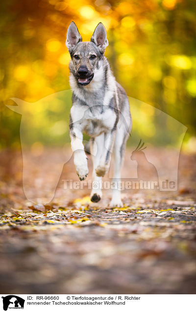 rennender Tschechoslowakischer Wolfhund / running Czechoslovakian Wolf dog / RR-96660