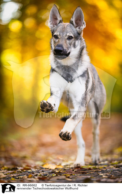 rennender Tschechoslowakischer Wolfhund / running Czechoslovakian Wolf dog / RR-96662