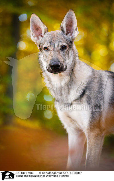 Tschechoslowakischer Wolfhund Portrait / RR-96663