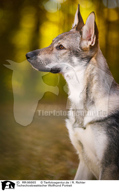 Tschechoslowakischer Wolfhund Portrait / Czechoslovakian Wolf dog Portrait / RR-96665