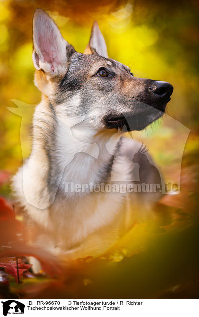 Tschechoslowakischer Wolfhund Portrait / Czechoslovakian Wolf dog Portrait / RR-96670