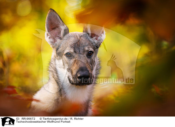 Tschechoslowakischer Wolfhund Portrait / Czechoslovakian Wolf dog Portrait / RR-96672