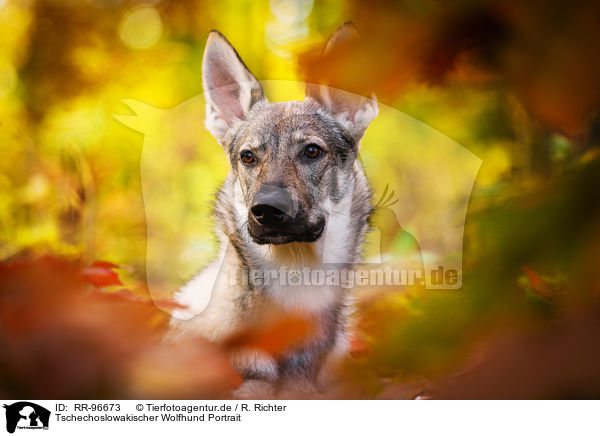 Tschechoslowakischer Wolfhund Portrait / RR-96673