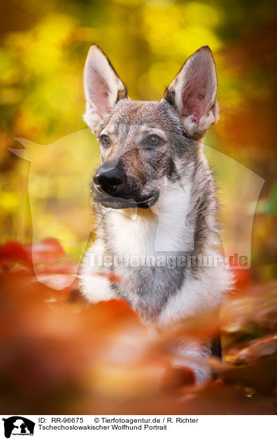 Tschechoslowakischer Wolfhund Portrait / RR-96675