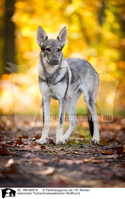 stehender Tschechoslowakischer Wolfhund / RR-96679
