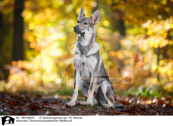 sitzender Tschechoslowakischer Wolfhund / RR-96681