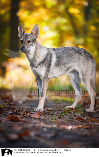 stehender Tschechoslowakischer Wolfhund / RR-96686