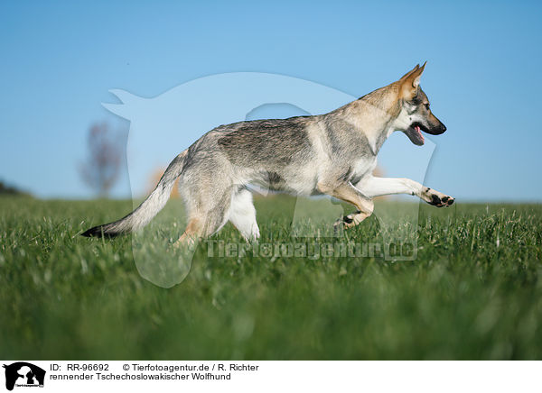 rennender Tschechoslowakischer Wolfhund / RR-96692