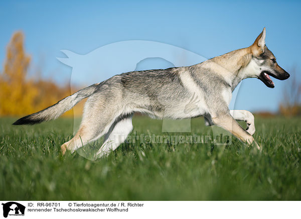 rennender Tschechoslowakischer Wolfhund / RR-96701