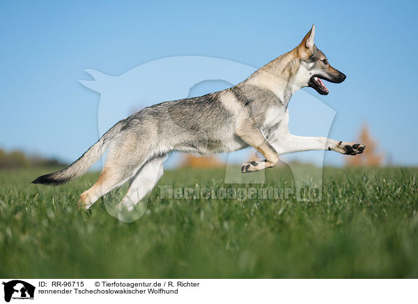 rennender Tschechoslowakischer Wolfhund / running Czechoslovakian Wolf dog / RR-96715