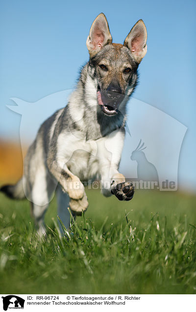 rennender Tschechoslowakischer Wolfhund / running Czechoslovakian Wolf dog / RR-96724