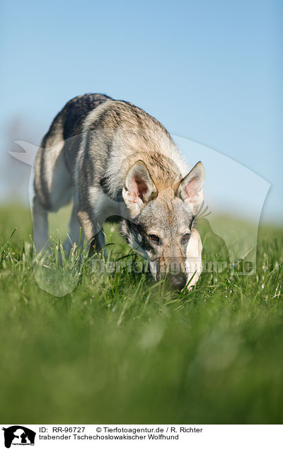 trabender Tschechoslowakischer Wolfhund / trotting Czechoslovakian Wolf dog / RR-96727