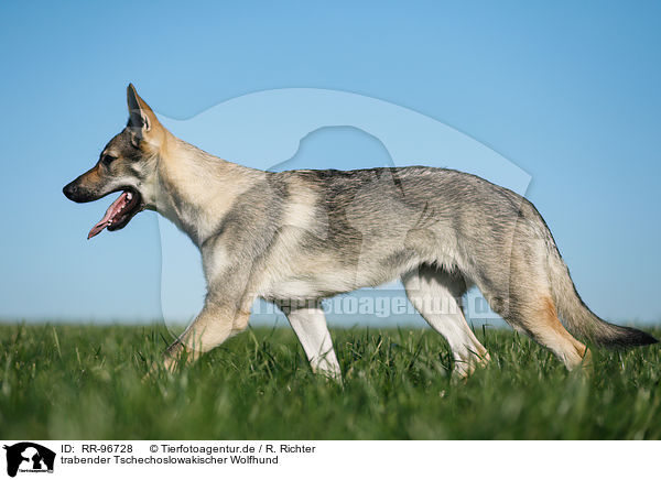 trabender Tschechoslowakischer Wolfhund / trotting Czechoslovakian Wolf dog / RR-96728