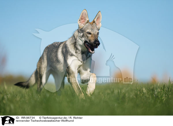 rennender Tschechoslowakischer Wolfhund / running Czechoslovakian Wolf dog / RR-96734