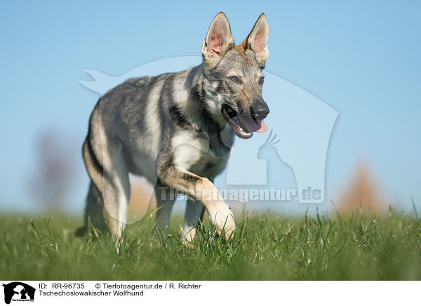 Tschechoslowakischer Wolfhund / Czechoslovakian Wolf dog / RR-96735