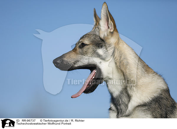 Tschechoslowakischer Wolfhund Portrait / RR-96737