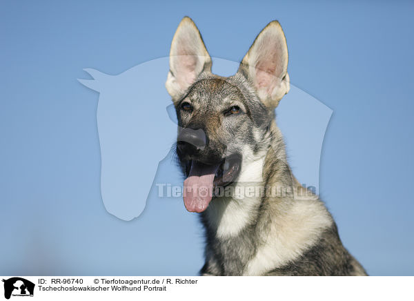 Tschechoslowakischer Wolfhund Portrait / Czechoslovakian Wolf dog Portrait / RR-96740