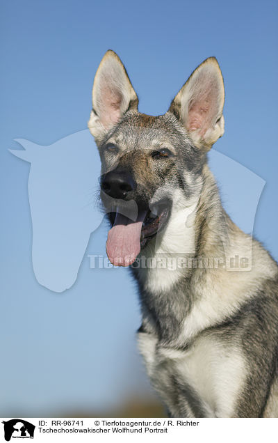 Tschechoslowakischer Wolfhund Portrait / RR-96741