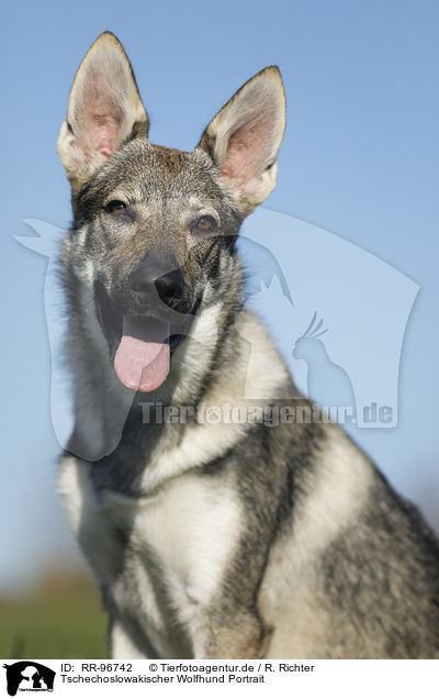 Tschechoslowakischer Wolfhund Portrait / RR-96742