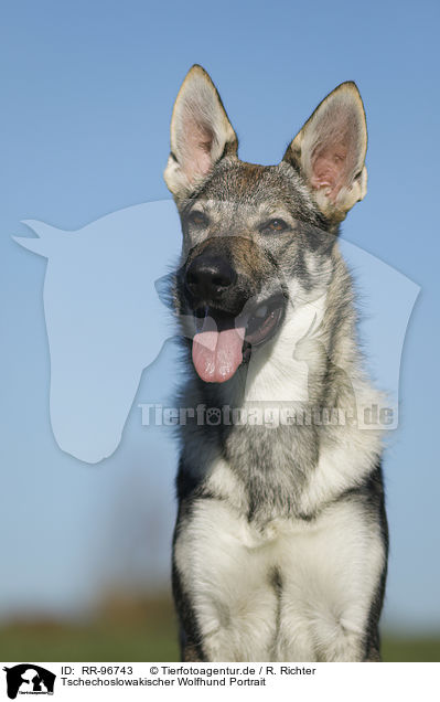 Tschechoslowakischer Wolfhund Portrait / Czechoslovakian Wolf dog Portrait / RR-96743