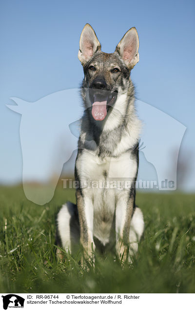 sitzender Tschechoslowakischer Wolfhund / sitting Czechoslovakian Wolf dog / RR-96744
