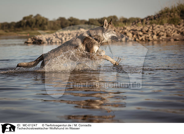 Tschechoslowakischer Wolfshund im Wasser / Czechoslovakian Wolfdog in the water / MC-01247