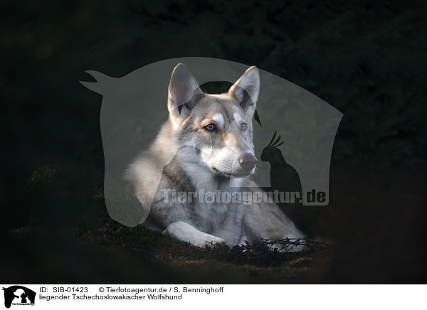 liegender Tschechoslowakischer Wolfshund / lying Czechoslovakian Wolfdog / SIB-01423