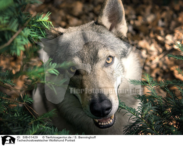 Tschechoslowakischer Wolfshund Portrait / Czechoslovakian Wolfdog portrait / SIB-01429