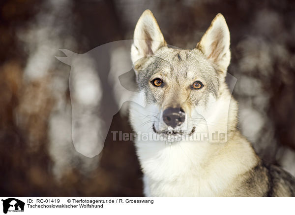 Tschechoslowakischer Wolfshund / Czechoslovakian Wolfdog / RG-01419