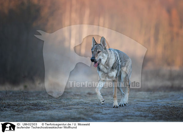 laufender Tschechoslowakischer Wolfhund / UM-02303
